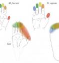 Both monkey (<i>Macaca fuscata</i>, left) and human (<i>Homo sapiens</i>, right) have five physically independent fingers (top) and five toes (bottom), although the human foot is irregular in shape. Monkey hand, foot and human hand are similar in shape except for monkey heel (grey). In addition, human toe I is larger than the lesser toes, whereas monkey toes are similar in size. The fingers were represented independently (color coded) in the primate somatosensory cortex (SI): I, red; II, orange; III, yellow; IV, green and V, blue. By contrast, the representations of the toes were fused, with the exception of the great toe in humans.