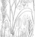 This image shows <I>Disakisperma eleusine</I>, one of the species studied.