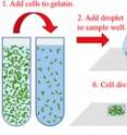 The bacteria are put in the solution, and when the solution cools, the bacteria become fixed in place. The researchers then identify which bacteria they want to cage and in what shape and fire the laser, using a chip adapted from a digital movie projector to project a two-dimensional image into the gelatin. Wherever it focuses, a solid matrix forms.
