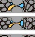 In one of two bubble-forming mechanisms discovered at Rice University, a bubble is split before entering a constriction by a neighboring bubble and the wall. The research is part of Rice's effort to understand the creation of foam for enhanced oil extraction and other purposes.