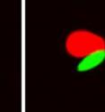 T-cells (red) are activated more robustly when they interact with artificial antigen-presenting cells (green) that are elongated (right) versus round (left).