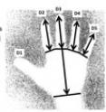 These are images of male and female hand with measurements that determine gender.