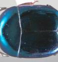 The colors of the genus <i>Baconia</i> range between blue, green and purple, here is one blue representative, the new species <i>Baconia disciformis</i>.