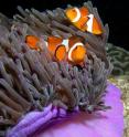 This is a purple anemone and anemone fish.