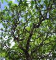 This is the new dragon tree species <i>Dracaena kaweesakii</i> viewed from below showing the rich branching.