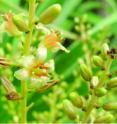 This image shows flowers of <i>Dracaena kaweesakii</i>.