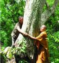 This image demonstrates the thickness of a trunk base in a large tree of <i>Dracaena kaweesakii</i> showing the corky, fissured surface.