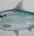 This is a Gizzard Shad.