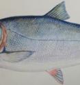 This is a Silver Carp.