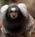 Humans aren't the only species that knows how to carry on polite conversation. Marmoset monkeys, too, will engage one another for up to 30 minutes at a time in vocal turn-taking, according to evidence reported in the Cell Press journal <i>Current Biology</i> on Oct. 17.