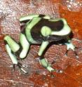 Poison dart frogs like this one, photographed by Louise Rollins-Smith during a trip to Panama in 2010, are threatened by fungal infections that paralyze their immune response.