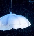 This bio-inspired robotic jellyfish, roughly the size of a man's hand, was designed by Shashank Priya, professor of mechanical engineering, and a research team at the Center for Energy Harvesting Materials and Systems, part of the <a target="_blank"href="http://www.ictas.vt.edu/communication/pdf/CEHMS.pdf">Virginia Tech Institute for Critical Technology and Applied Science</a>.