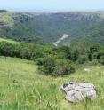 This image shows a grassland landscape at the margin of the riverine forest of the Umthamvuna Nature Reserve, where <i>G. perissinottoi</i> is found.