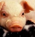 The sudden emergence of porcine epidemic diarrhea virus has caused economic and public health concerns in the United States.