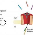 Left: The hybridization of a specific DNA molecule (key 1) to the DNA revolving door promotes the transport of the DNA across the nanopore. Right: A specific DNA key inside the cell compartment promotes the release of the DNA cargo and restores the initial configuration.