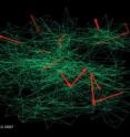 The timings of the calls (red arrows) allow researchers to extract patterns of people's social behaviour from large amounts of data.