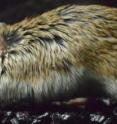 A grasshopper mouse (<i>O. torridus</i>) attacks a bark scorpion (<i>C. sculpturatus</i>).