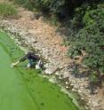 Researchers take samples from Lake Taihu in China, when it was heavily contaminated with toxic algal blooms that turned the surface water green.