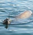 California sea lions are among 23 species whose movements have been tracked since 2000 as part of the Tagging of Pacific Predators (TOPP) program. California sea lions are among 23 species whose movements have been tracked since 2000 as part of the Tagging of Pacific Predators (TOPP) program.