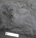 The Cretaceous bird tracks were found on a slab of sandstone.