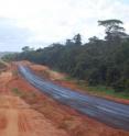 Nearly 17,000 kilometers of road were built in the Brazilian Amazon rainforest every year between 2004 and 2007.

Although road-building is a major contributor to deforestation and habitat loss, the way in which road networks develop is still poorly understood.

A new study is among the first to measure the number of roads built in a rainforest ecosystem over an extended period of time. It was published this month in the journal <i>Regional Environmental Change</i> by researchers including two Life Scientists from Imperial College London.

They say studies like this will help combat future deforestation by allowing for more accurate predictions of where it might occur.

Read more: <a target="_blank"href="http://www3.imperial.ac.uk/newsandeventspggrp/imperialcollege/newssummary/news_28-10-2013-15-34-2">http://www3.imperial.ac.uk/newsandeventspggrp/imperialcollege/newssummary/news_28-10-2013-15-34-2</a>.