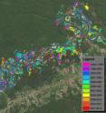 This CLASlite map shows the areas along the Madre De Dios river damaged by small, clandestine gold miners between 1999 and 2012. This CLASlite map shows the areas along the Madre De Dios river damaged by small, clandestine gold miners between 1999 and 2012.