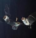 A bat (<i>Myotis nattereri</i>) catches a worm, hung up by the scientists at University of Southern Denmark for it to find.