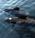 This is a pilot whale.