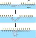 Long organic molecules called peptoids self-assemble into a molecular film on the surface of a water solution. As this film gets folded into a nanosheet, segments of the peptoid get pushed out into loops, which eventually decorate the surface of the nanosheet.