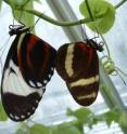 These are <i>Heliconius cydno</i> and <i>H. pachinus</i> butterflies.
