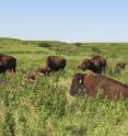 The Konza Priarie in Kansas is where native tallgrass prairie has been preserved.