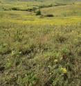 The Konza Prairie in Kansas is where native tallgrass prairie has been preserved.