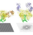 The HIV envelope protein has long been considered one of the most difficult targets in structural biology and of great value for medical science -- particularly for HIV/AIDS vaccine development. Using advanced techniques in both cryo-EM and x-ray crystallography, researchers from The Scripps Research Institute and Weill Medical College of Cornell University have now determined the structure of this protein, here shown bound by broadly neutralizing antibodies against two distinct sites of vulnerability.