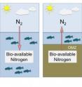 This is a schematic view of nitrogen net gain and loss in the ocean. Left: Nitrogen gas (N2) from the atmosphere diffuses into the ocean and microorganisms can fix this nitrogen into bio-available compounds, which are vital for every life form. Right: Situation in an oxygen minimum zone. If oxygen gets depleted, anaerobic processes, like anammox can convert fixed nitrogen to N2, which results in a loss from the pool of fixed bio-available nitrogen. The new study of Brunner et al addresses the different nitrogen-loss processes by using the isotope ratios for 15N and 14N in the pool for all nitrogen compounds.