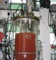 This is a bioreactor with anammox enrichment culture.