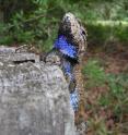 This photo shows a male fence lizard with male-type bright blue "badges" outlined in black. Mating-behavior studies of lizards in three southern US states have revealed which females male lizards find to be the sexiest. The research provides insight into the evolution of male-female differences. More information is online at <a target="_blank"href="http://science.psu.edu/news-and-events/2013-news/Langkilde10-2013">http://science.psu.edu/news-and-events/2013-news/Langkilde10-2013</a>.