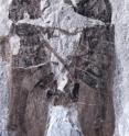 This image shows a holotype male, on the right, and allotype female, on the left.