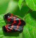 This photo shows froghoppers, which are an extant representative species of <i>Anthoscytina perpetua</i>, in copulation.