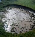 This spectacular form of permafrost degradation is common in the Mackenzie Delta uplands region.