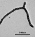 Transmission electron microscope image of a caterpillar micelle: Nanoparticles formed by self-assembly of terpolymers (A–B–C or A–D–C) are mixed so that they form a completely new superstructure resembling a caterpillar larva.