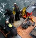 Researchers at the Pacific Northwest National Laboratory drop an anchor into the Pacific Ocean as part of their salmon research. The anchor is attached to a receiver (yellow device held by scientist at right) that detects salmon movements in the ocean. Pictured L-R: Kate Hall, Mike Hughes, Ryan Harnish, and Scott Titzler.