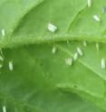 Experimentation with whitefly-transmitted diseases provides a means of interfering with the plant-contamination process as well as the cultivation of plants that are altogether resistant to infection.