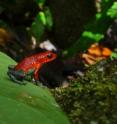 This is a red poison-dart frog.