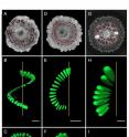 This shows fossil and recent araucarian cones sectioned in 2-D by microCT (A, D, G), and showing one segmented spiral or row of seeds or seed locules produced by 3-D imaging (B, C, E, F, H, I). The seed spirals or rows in A, D, and G are delineated by red arrows. Yellow lines in B, C, E, F, H, and I represent the polar axis through the cones. Scale bars = 1 cm. (A&#8211;C) Fossil cone of <i>Araucaria</i> sp. from Wyoming (specimen no. CG066, Flynn Collection). (A) Transverse section 294/1012; diameter = ca. 6 cm. (B) Lateral view showing the 360&#176; revolution of a single seed spiral. (C) Oblique distal view. (D&#8211;F) Fossil cone of <i>Araucaria mirabilis</i> from the Middle Jurassic of Argentina (specimen no. K5640, Museum f&#252;r Naturkunde Chemnitz collection). (D) Transverse section 280/933; diameter = ca. 7.5 cm. (E) Lateral view showing the 180&#176; revolution of a single seed spiral. (F) Oblique distal view. (G&#8211;I) Recent cone of <i>Araucaria araucana</i> from the Economic Botany Garden, University of Bonn, Germany. (G) Transverse section 469/876; diameter = ca. 17 cm. (H) Lateral view showing the vertical (nonspiral) arrangement of a row of seeds. (I) Oblique distal view.