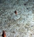 Sea cucumbers at Station M feed on dead algae (brown material on gray deep-sea mud) that sank from the sunlit surface waters after a massive algal bloom.
