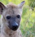 This image shows the spotted hyena <i>Crocuta crocuta</i>, generation length 5054.411 days. This image shows the spotted hyena <i>Crocuta crocuta</i>, generation length 5054.411 days.