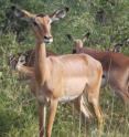 This image shows, <i>Aepyceros melampus</i>, commonly known as impala, generation length 2674.112 days This image shows, <i>Aepyceros melampus</i>, commonly known as impala, generation length 2674.112 days