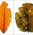 This shows dominant components of the pre-European settlement forest. Red Oak (left), American Beech (center), Sweet Birch (right). These are fossil leaves removed from the Denlinger Mill study site.