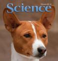 The Basenji represents one of the most divergent dog lineages in existence today. Genetic analyses of modern and ancient canids, including some of the oldest known dog remains, place the origin of modern dogs in Europe between 18,800 and 32,100 years ago.