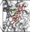 This image shows the structure of the <i>E. coli</i> sliding clamp, DnaN, in complex with a peptide from DNA polymerase III (PDB: 3D1F). The toxin SocB likely disrupts this complex to arrest DNA replication by binding a region of DnaN near the residue marked in green. This image shows the structure of the <i>E. coli</i> sliding clamp, DnaN, in complex with a peptide from DNA polymerase III (PDB: 3D1F). The toxin SocB likely disrupts this complex to arrest DNA replication by binding a region of DnaN near the residue marked in green.
